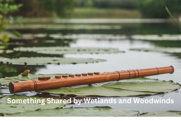 Something Shared by Wetlands and Woodwinds